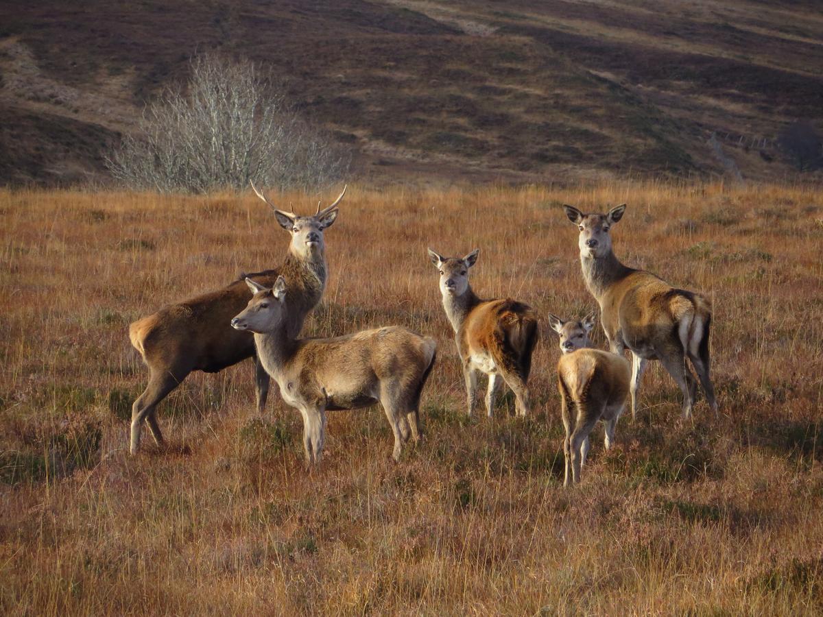 Invercassley Cottage Lairg Zewnętrze zdjęcie